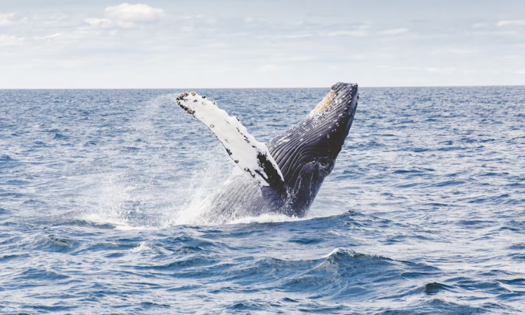 Animales de la costa ecuatoriana