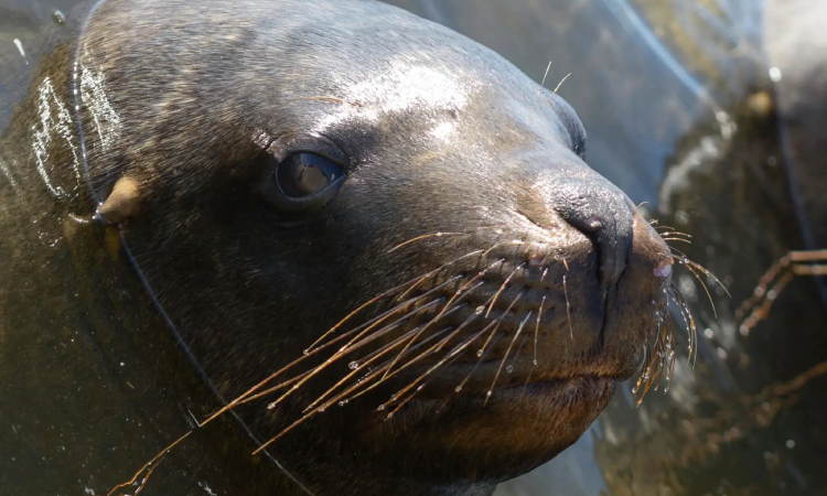 Animales de la costa peruana