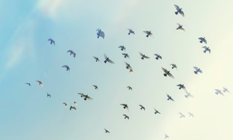 ¿Los pájaros saben volver a casa?