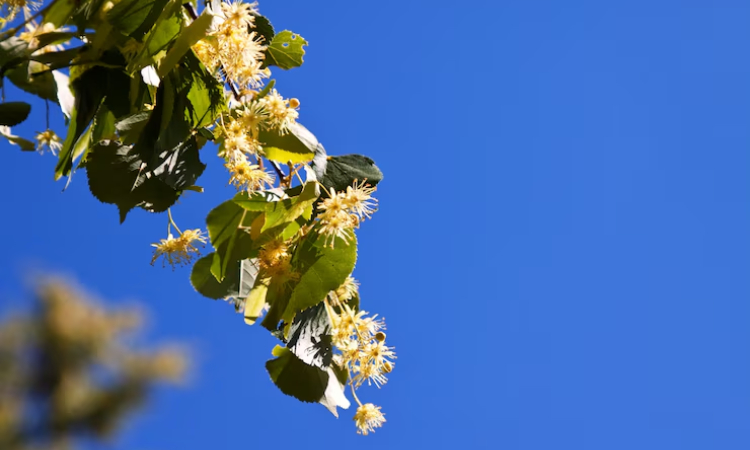 Plantas de la costa peruana